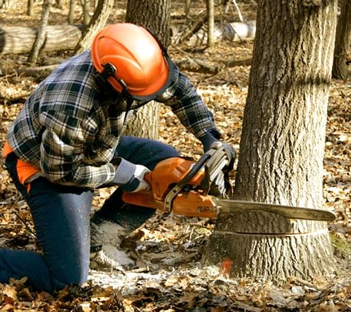 Tree Removal in Emden, MO